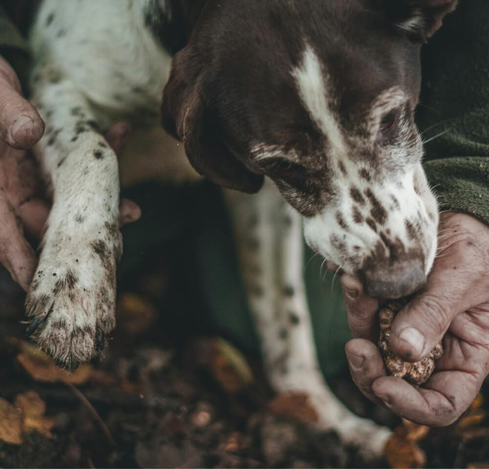 cane da caccia che annusa tartufo